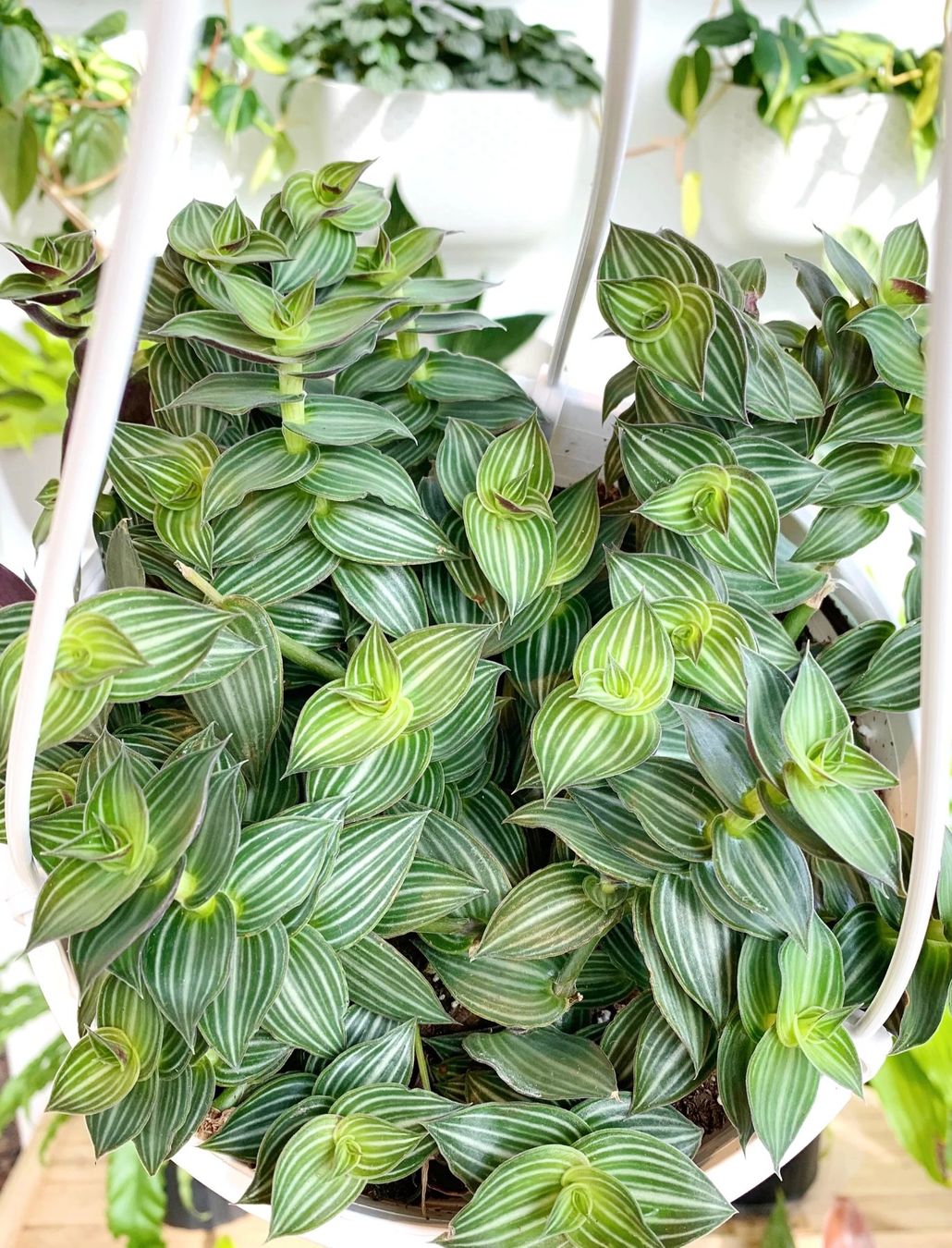 Piante & sementi: Callisia elegans - Schönpolster – Nuovo (secondo la descrizione) da Winterthur venduto da Aniger 4