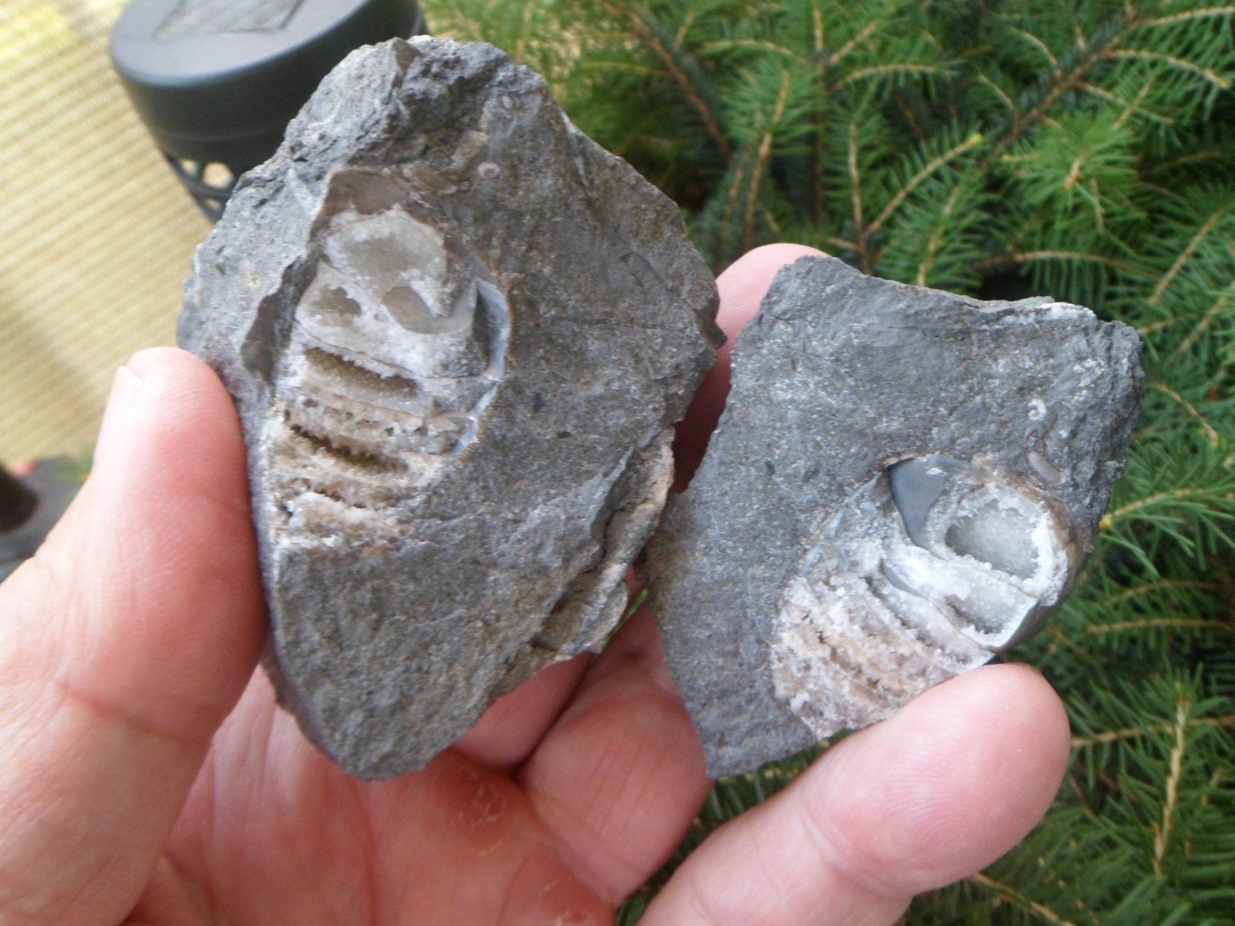 Fossilien: Fossil, Nautilus, Schweiz – Gebraucht aus Affoltern am Albis von Fossil60 2