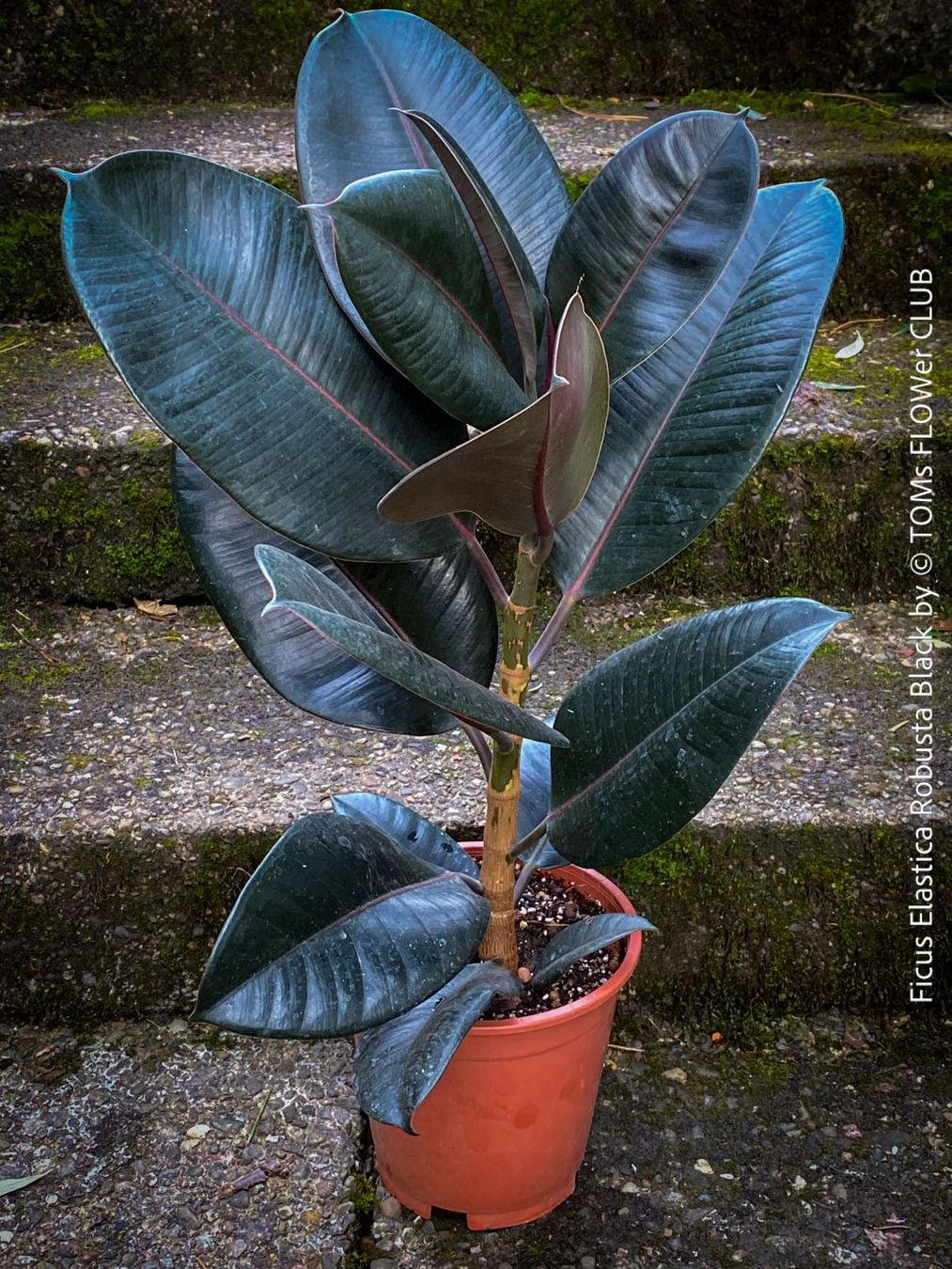 Piante & sementi: Ficus Elastica Robusta Black - "Gothic" schwarzer Gummibaum – Nuovo e nell'imballaggio originale da Adliswil venduto da astom369 1