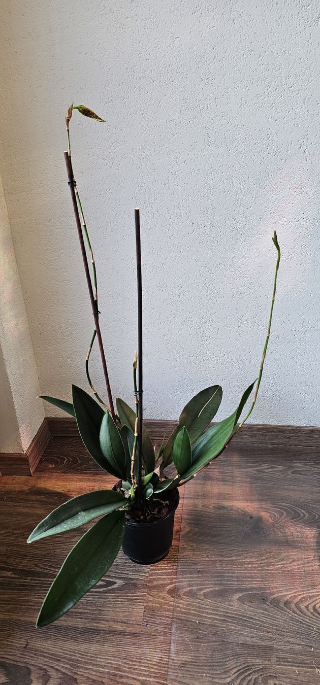 Piante & sementi: Orchidee Psychopsis Mariposa – Usato da Jona venduto da Smurnaya 2