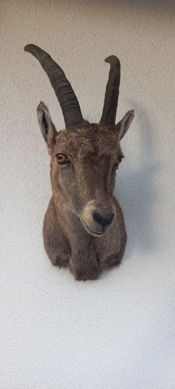 Welt der Tiere: Steinbock /Steingeiss – Neu (gemäss Beschreibung) aus Mollis von Resel1985 3
