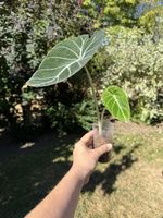 Alocasia Black Velvet 