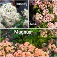 🐝3er set fette henne 🐝SEDUM🐝