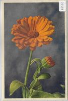 Ringelblume - Souci des jardins Common Marygold