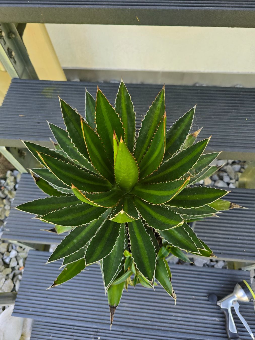 Piante & sementi: Schöne wuchtige Agave – Nuovo (secondo la descrizione) da Aarburg venduto da popkorn65 4