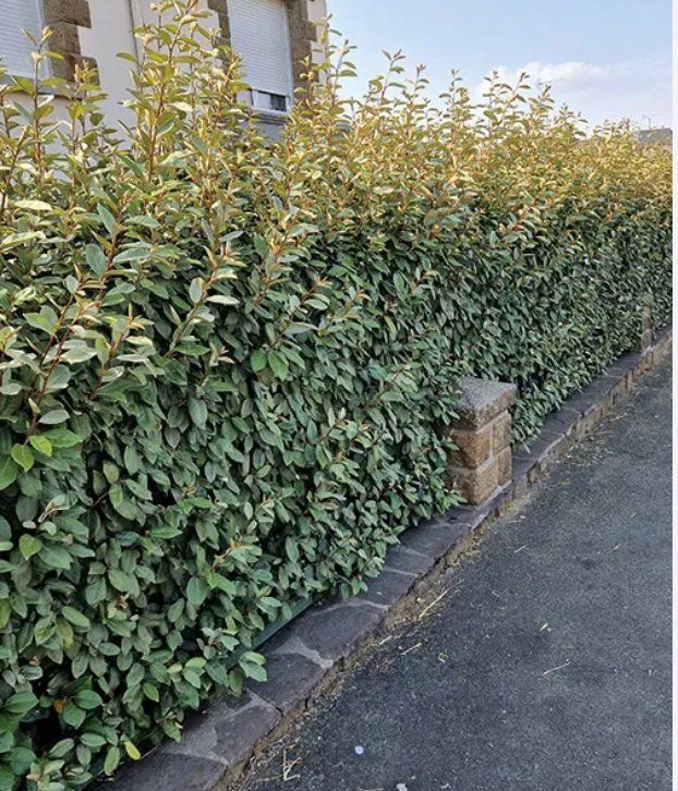 Piante & sementi: Elaeagnus ebbingei Ölweide 100cm – Nuovo (secondo la descrizione) da Sursee venduto da pflugshaupt01 2