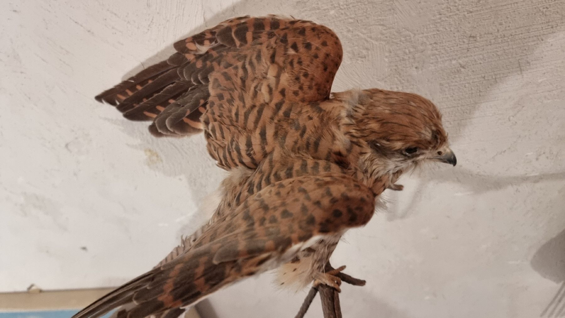 Il mondo degli animali: Turmfalke – Usato da Sils im Domleschg venduto da platin01 4