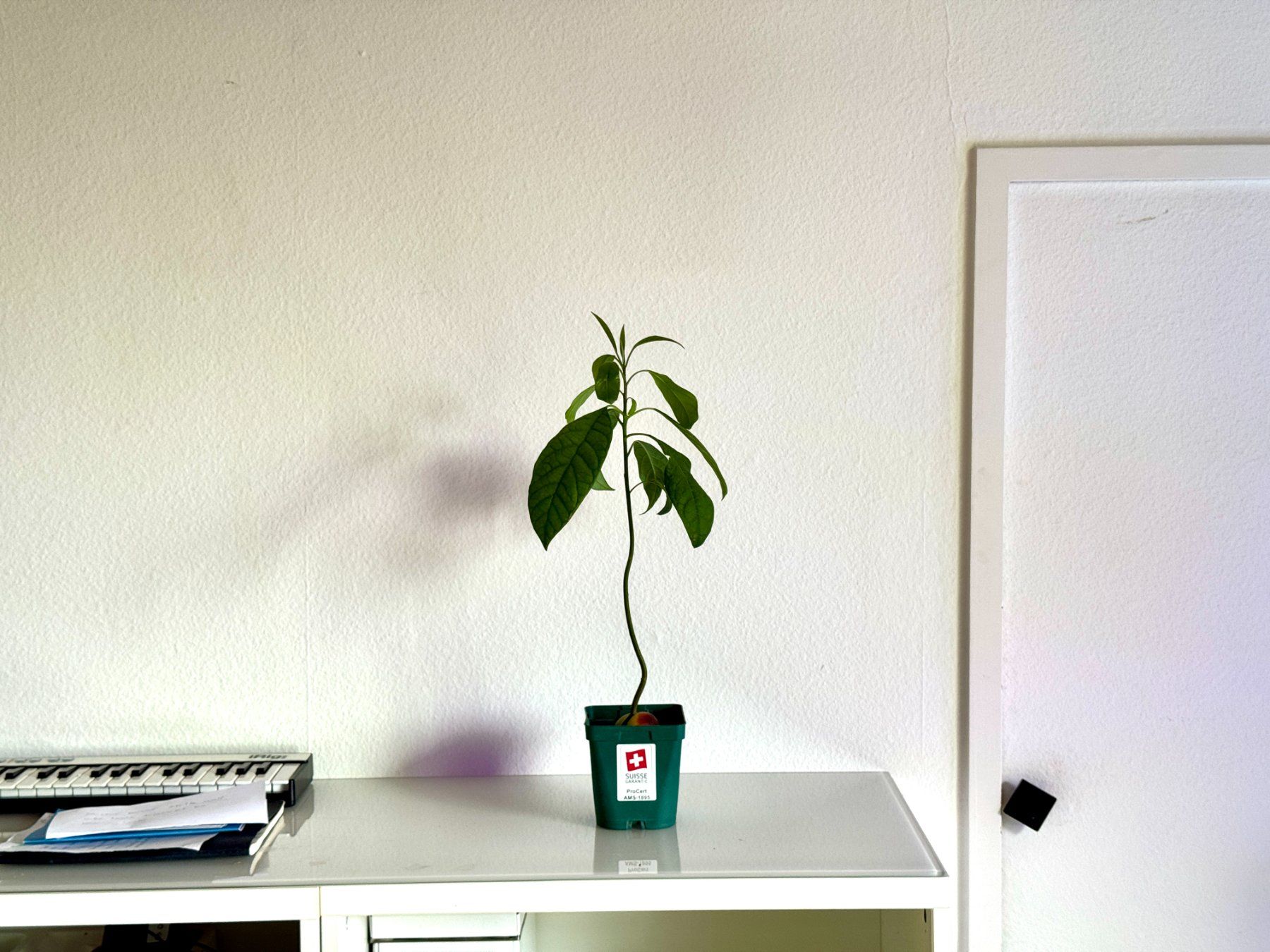 Piante & sementi: Avocado Baum (wiggle trunk) – Usato da Schlieren venduto da Edgar_k 2