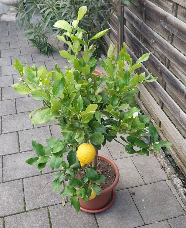Zitronenbaum Kaufen auf Ricardo