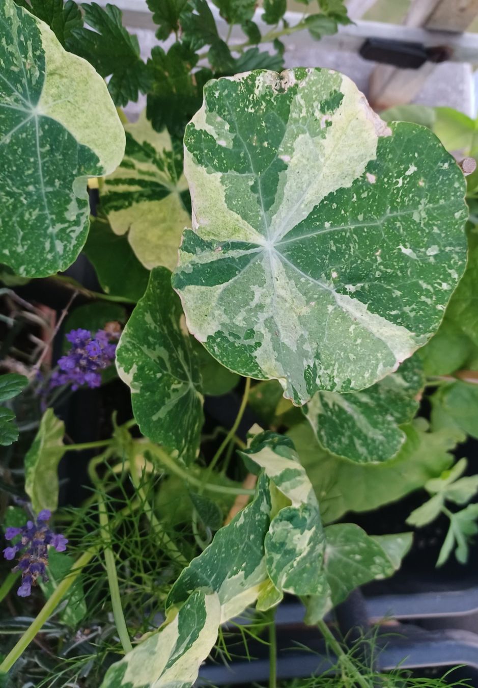 Pflanzen & Samen: Samen Kapuzinerkresse Variegated 5Stk. – Gebraucht aus Schwaderloch von bademeister79 1
