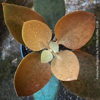 Kalanchoe Orgyalis - angeboten werden Pflanzen aus eigener V