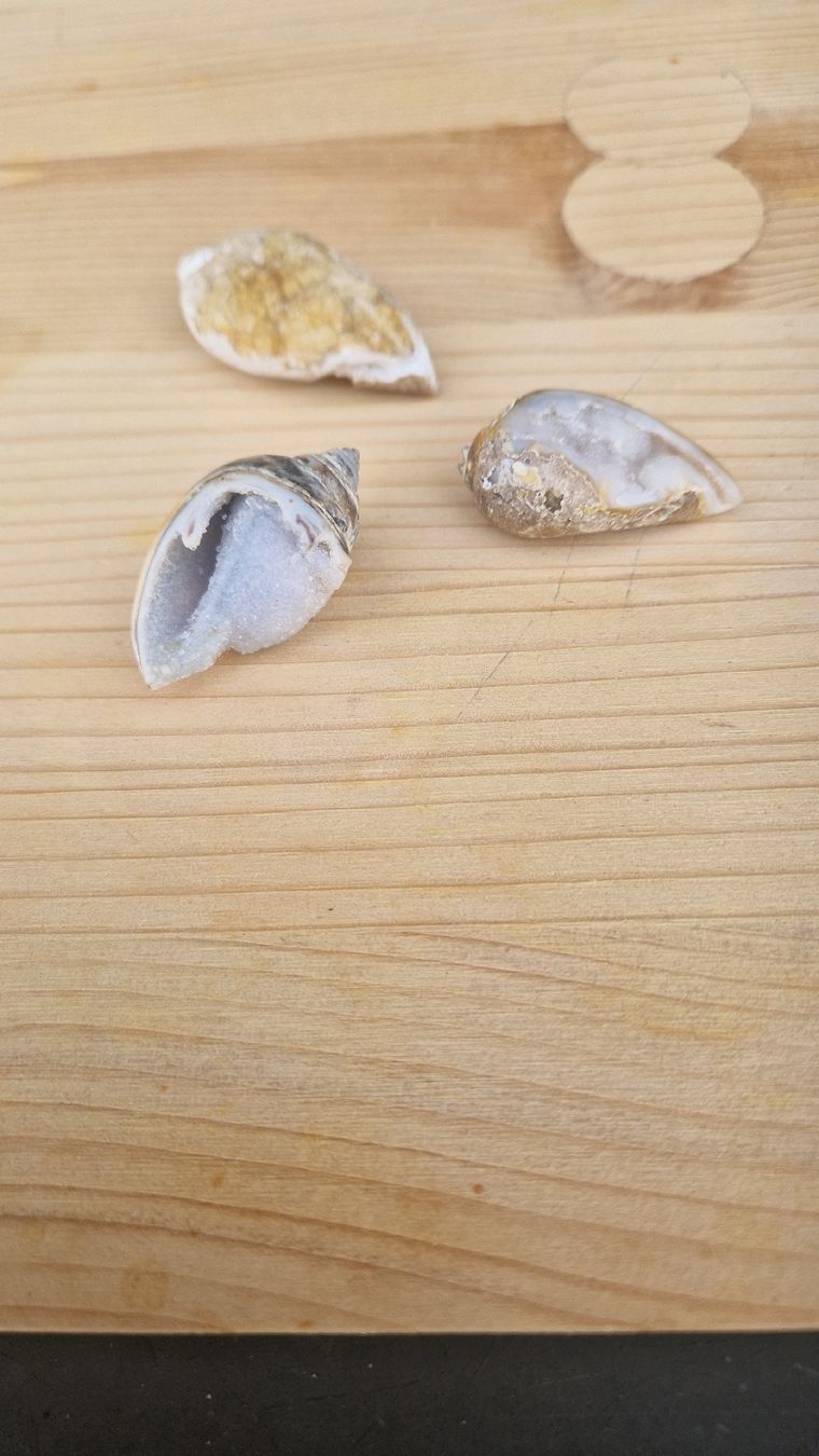 Fossili: Fossile Quarz Schnecke – Usato da Niederhasli venduto da rehauge01