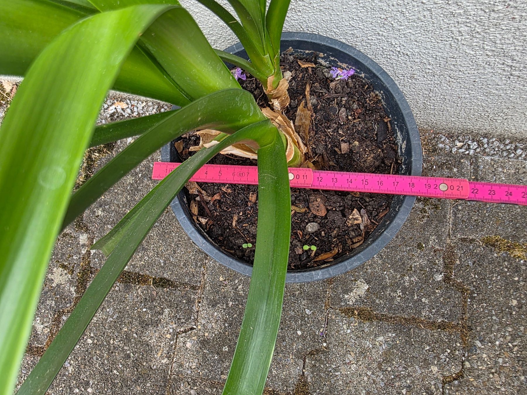 Piante & sementi: Clivia miniata / Klivie, orangeblühend – Nuovo (secondo la descrizione) da Thalheim venduto da silvara01 4
