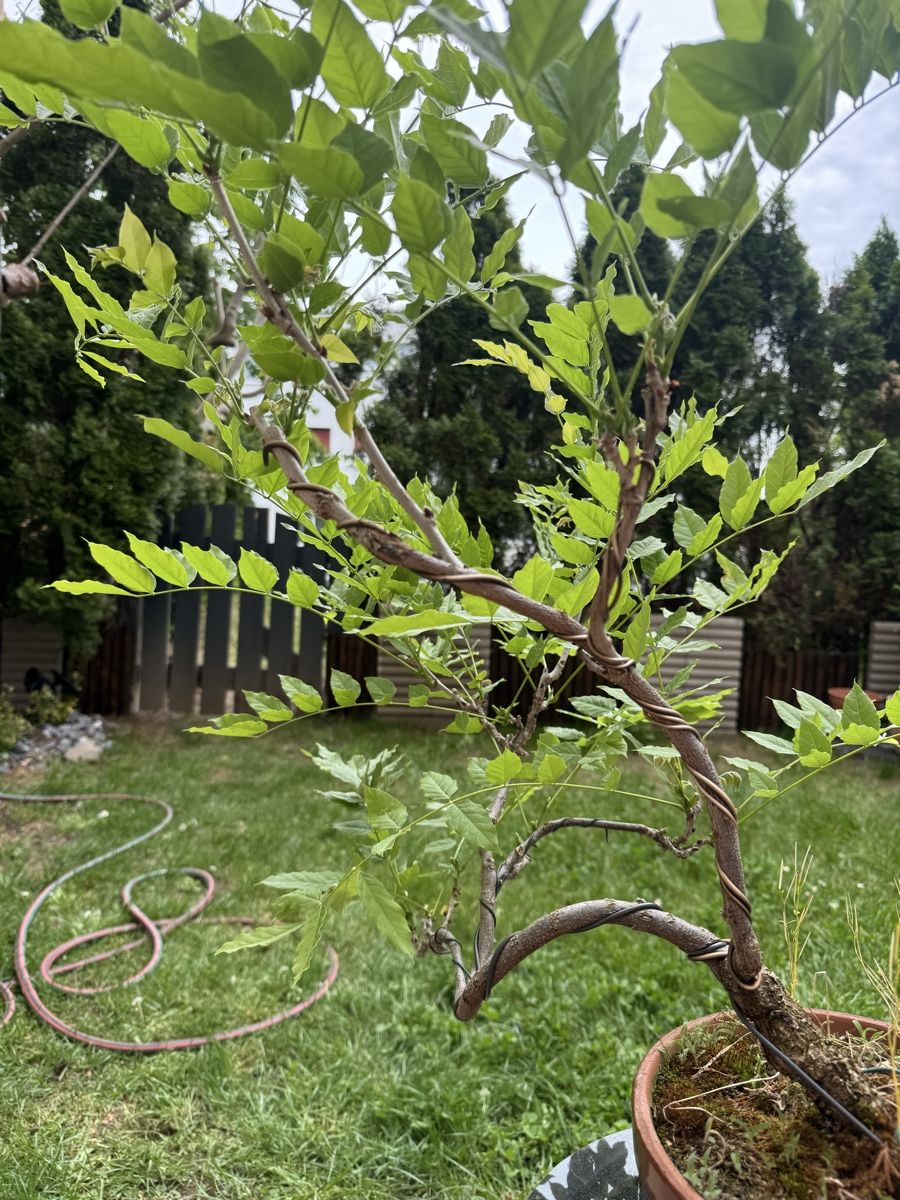 Piante & sementi: Wisteria Chinesischer Blauregen Pre-Bonsai – Usato da Rümlang venduto da Gruseh.ch 3