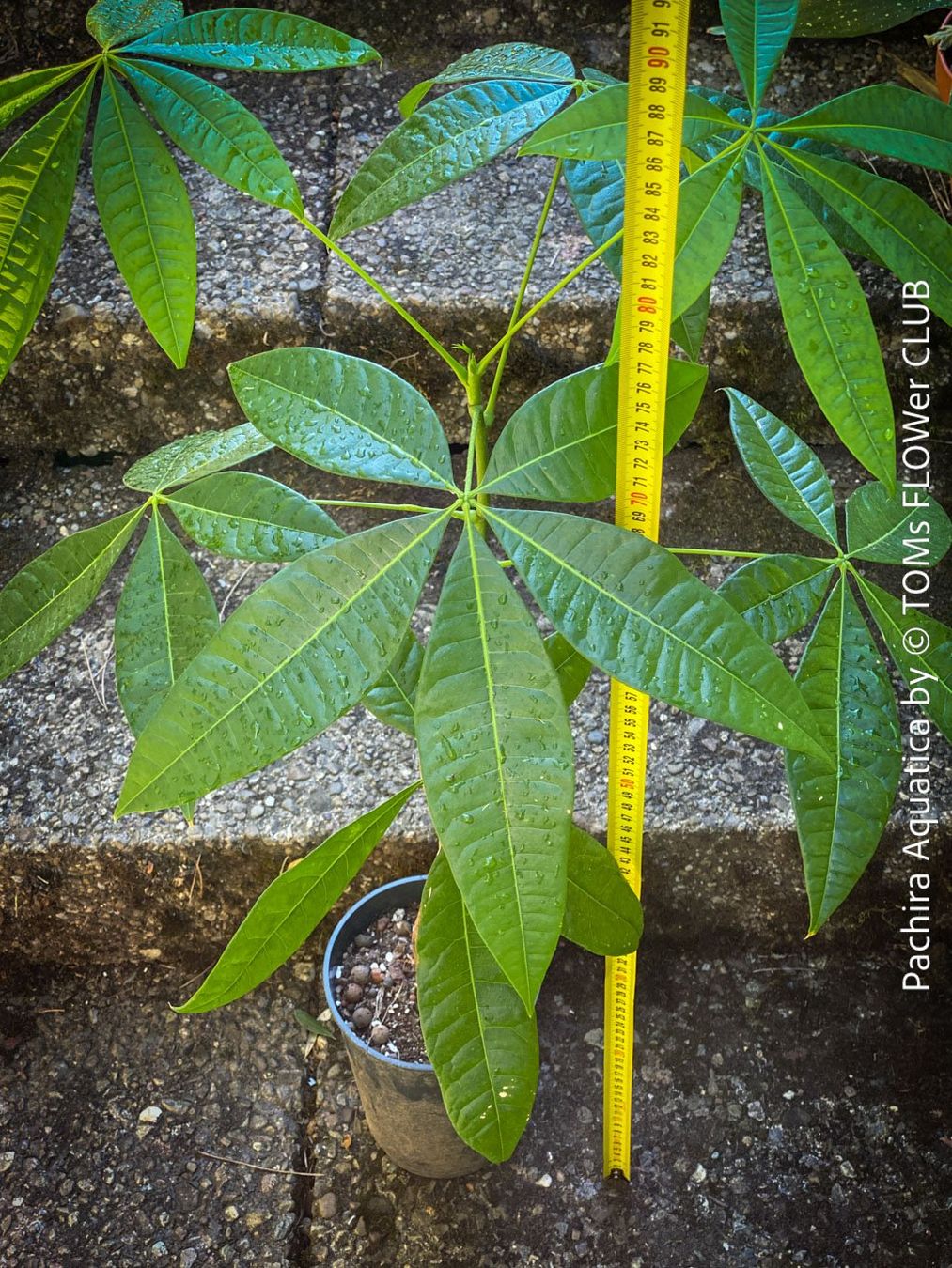 Pflanzen & Samen: Pachira Aquatica | Glückskastanie | Gesund & Top Robust – Neu und originalverpackt aus Adliswil von TAKEYOURPLANT 4