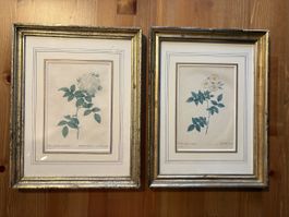 2 Vintage Botanische Rosenbilder im Goldrahmen – 28 x 36 cm