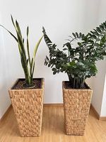 Set 2 Pflanze mit Gefäss gross inkl. Gefäss