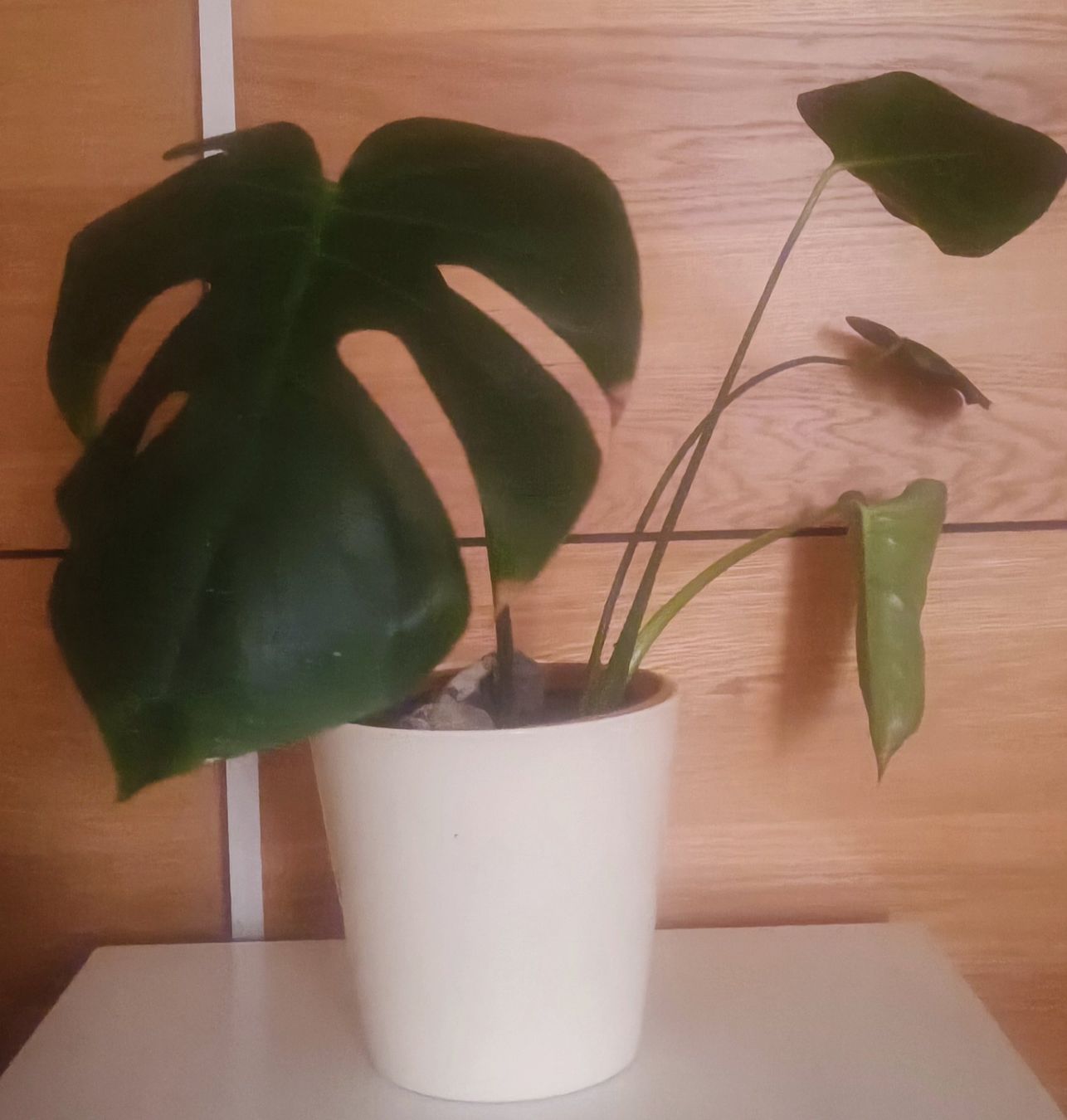 Piante & sementi: Monstera mit weißem Topf, ca. 45 cm hoch – Nuovo e nell'imballaggio originale da Bern venduto da sv-trade 5