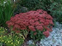 🐝Sedum herbstfreude 🐝fette henne🐝bienenweide