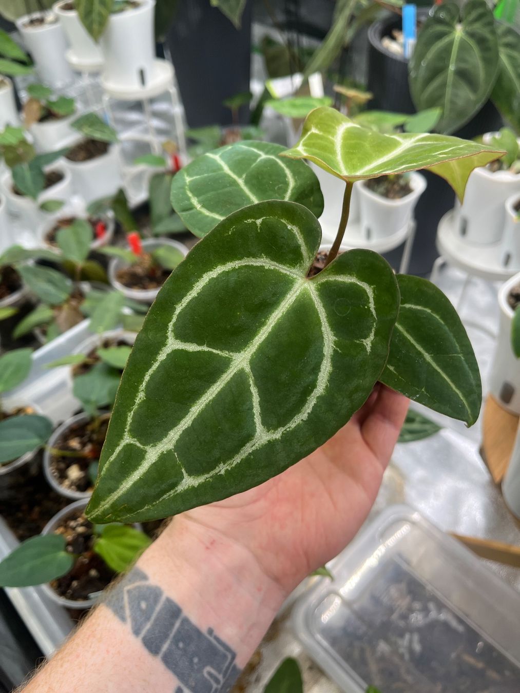 Piante & sementi: Anthurium Crystallinum-Mix – Nuovo e nell'imballaggio originale da Gelterkinden venduto da pflanz_doch_was