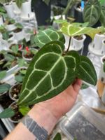 Anthurium Crystallinum-Mix