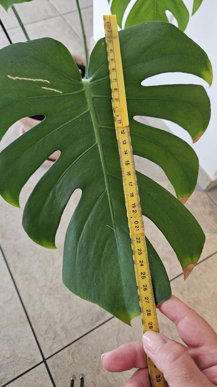 Piante & sementi: Monstera Deliciosa inkl. Terrakottatopf – Usato da Schaan venduto da car_wrv2 8