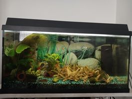 Aquarium 110l