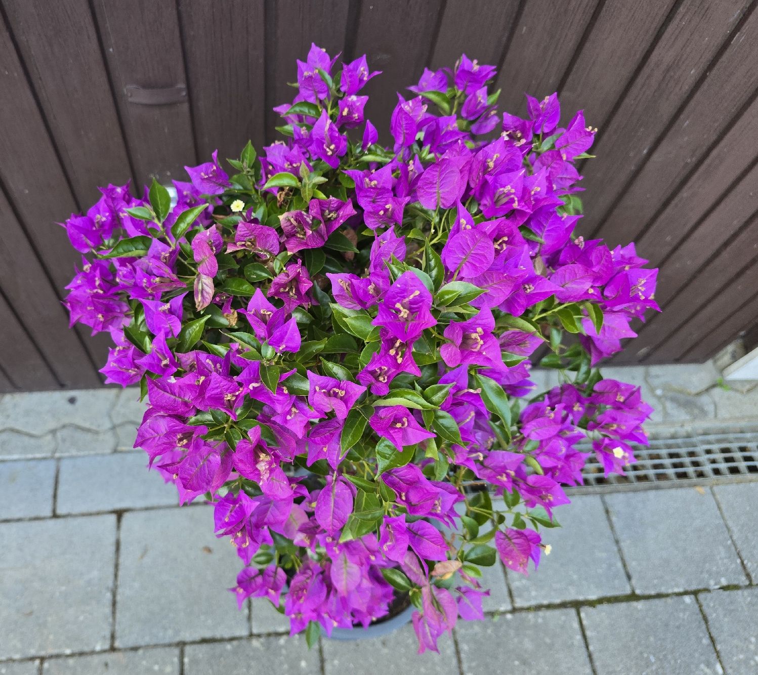 Piante & sementi: Wunderschöne Bougainvillea – Nuovo (secondo la descrizione) da Aarburg venduto da popkorn65 5