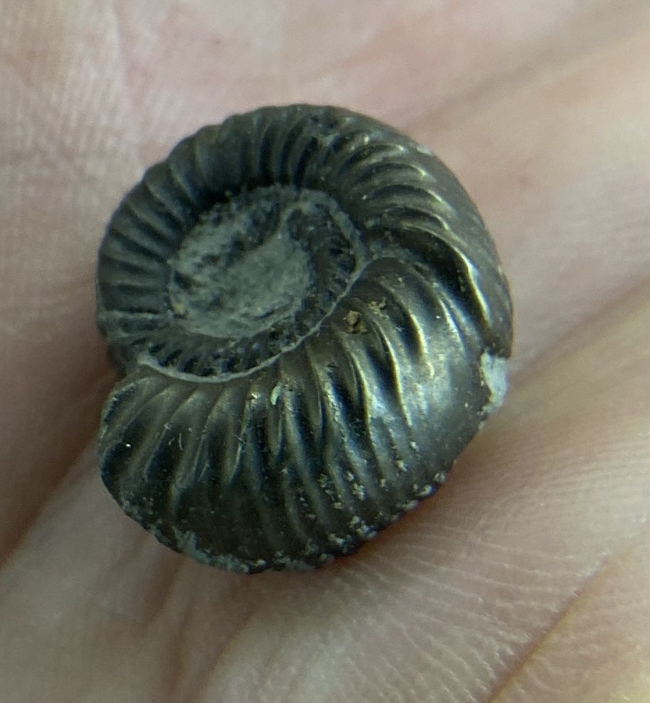 Fossili: Ammonit pyritisiert – Usato da Liestal venduto da Stephanoceras1 1