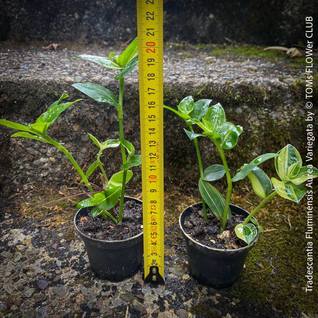 Piante & sementi: Tradescantia Fluminensis Aurea Variegata - 1Blickfang – Nuovo e nell'imballaggio originale da Adliswil venduto da MarkyForest 8