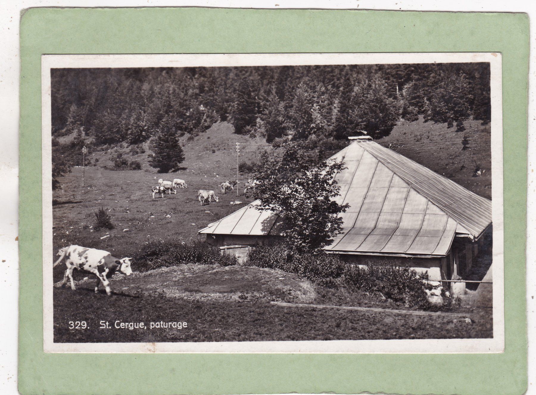 Cartoline postali: St. Cergue parturage Kühe – Usato da Herisau venduto da Lisegrat2008