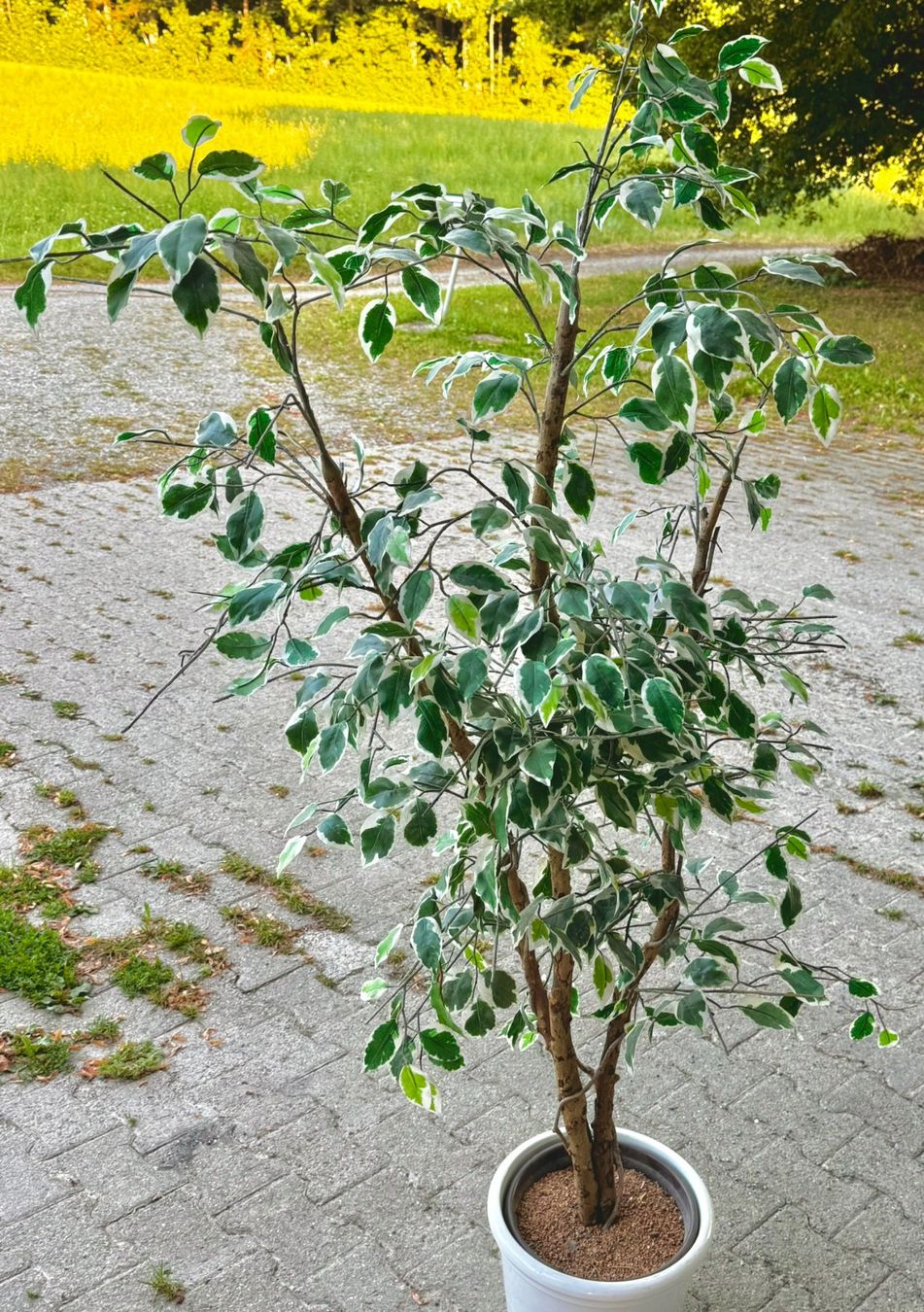 Piante & sementi: Ficus Benjamina variegata im Topf ca. 150 cm – Usato da Hunzenschwil venduto da foe_z7s9 1