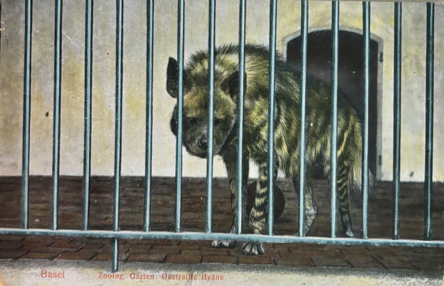Cartes postales: Basel, Zoo, Hyäne – D'occasion à Frauenfeld par Merk52