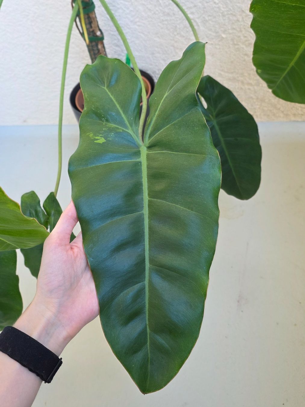 Piante & sementi: Grosser Philodendron Paraiso Verde – Nuovo (secondo la descrizione) da Gerolfingen venduto da Azora 2