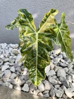🥰 Alocasia Pseudo Sanderian Aurea rhizome