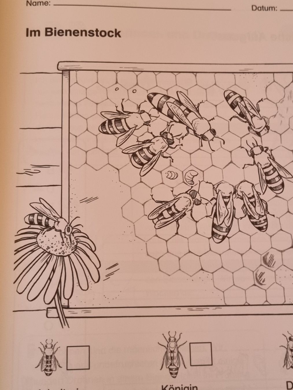 Riviste & Magazine: Themenheft Bienen 1./2. Klasse – Usato da Weite venduto da Nur63 5