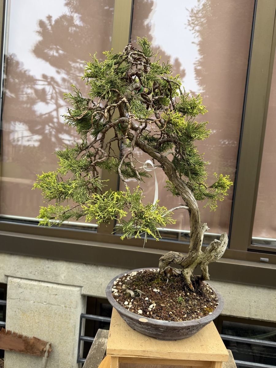 Piante & sementi: Juniperus Sabina /Sabina-Wacholder – Nuovo (secondo la descrizione) da Suhr venduto da BonsaiGutzi 7