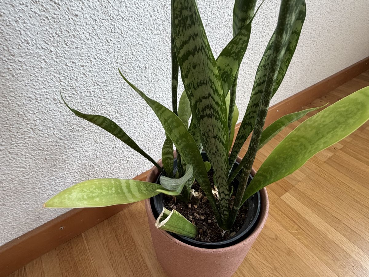 Plantes & graines: Bogenhanf Sansevieria mit Übertopf – D'occasion à Baar par annasorbian 4