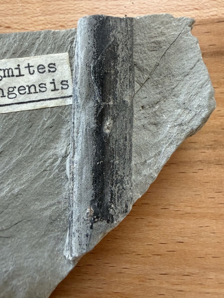 Fossili: Versteinerung fossiles Schilf – Usato da Grenchen venduto da Bastet007 1