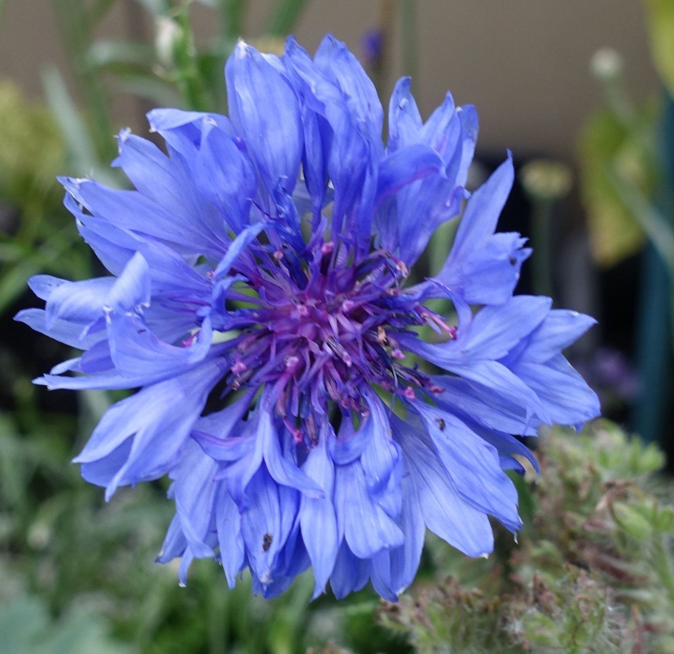 Piante & sementi: Samen Kornblume 2026 15 Samen – Usato da Schwaderloch venduto da bademeister79 3