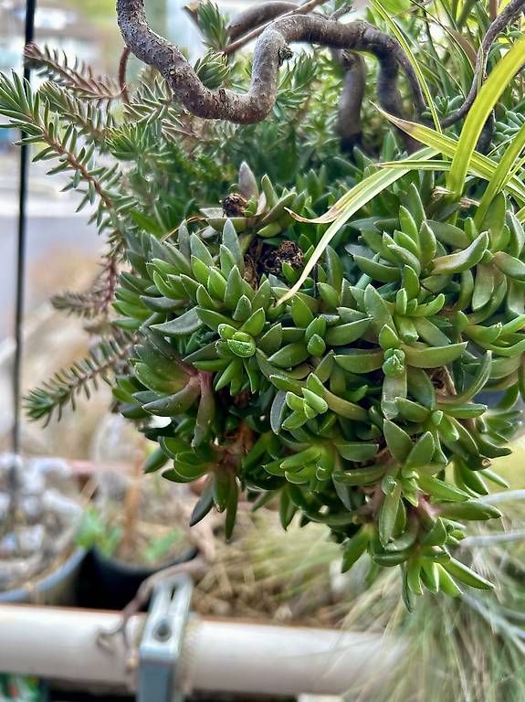 Piante & sementi: Winterharte Blumenampel  – Usato da Frauenfeld venduto da Irene.Schuppli 1