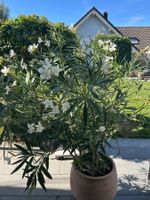 Schöne Oleanderpfanze in weiss
