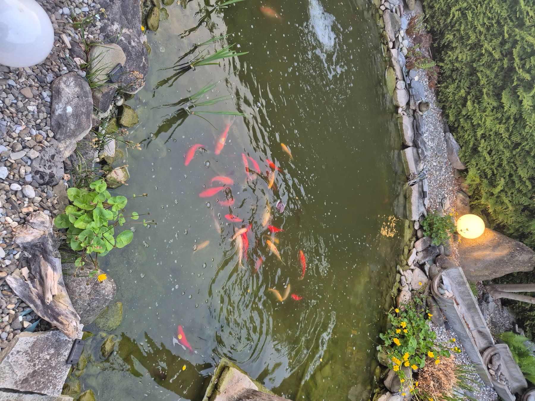 Etangs & Fontaines déco.: Teich zum Verkaufen – D'occasion à Bad Ragaz par markodel 1