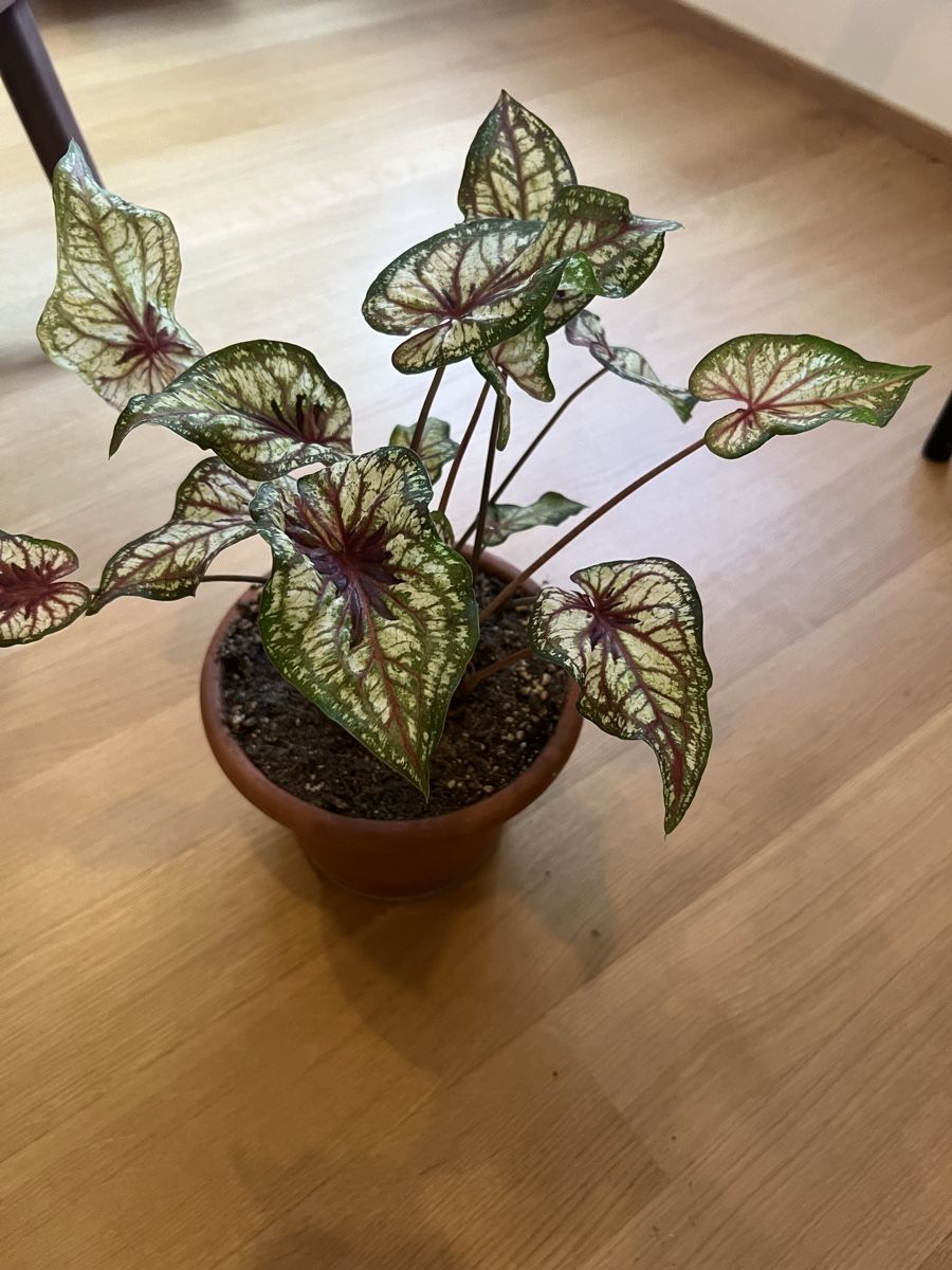 Pflanzen & Samen: Caladium Bicolor Zimmerpflanze – Gebraucht aus Winterthur von ni_ra 1