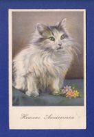 CHAT à poil long