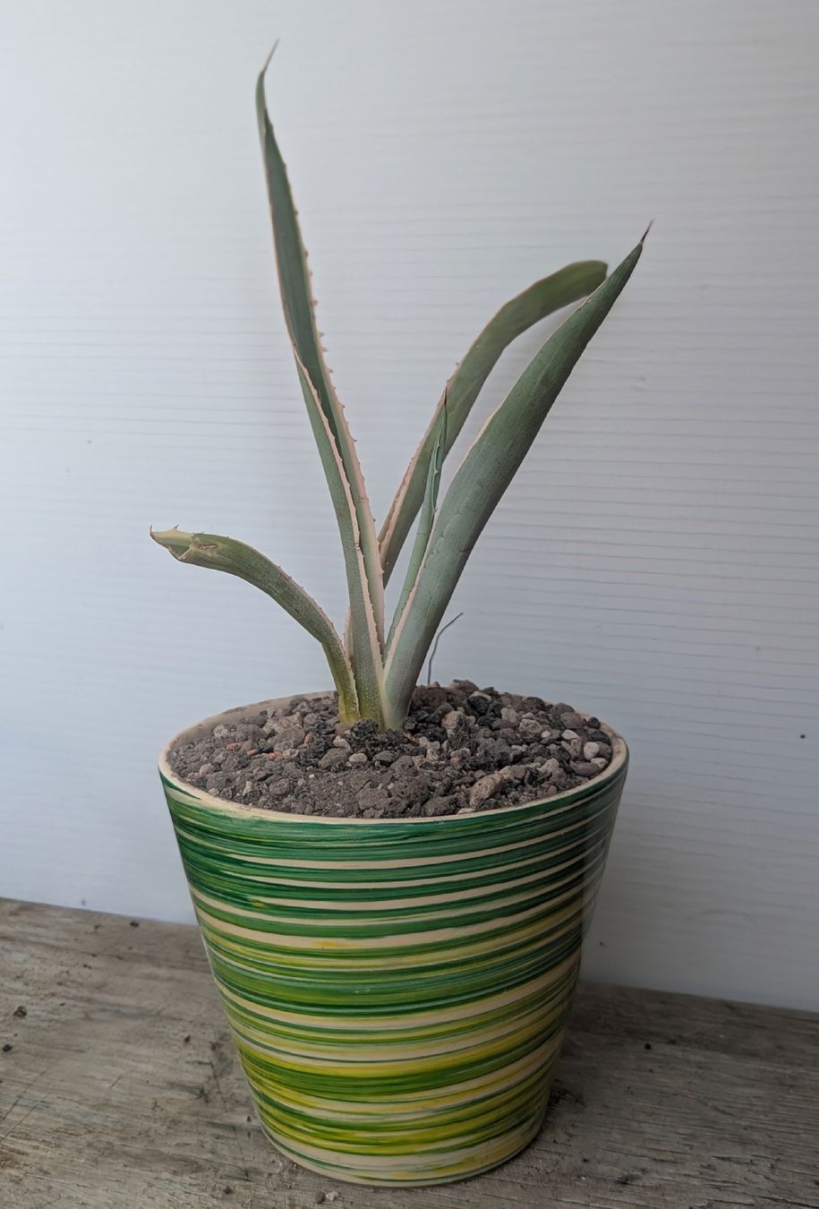 Pflanzen & Samen: Agave variegata  – Gebraucht aus Comano von che_8lc2