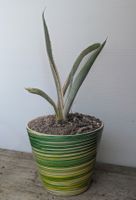 Agave variegata 