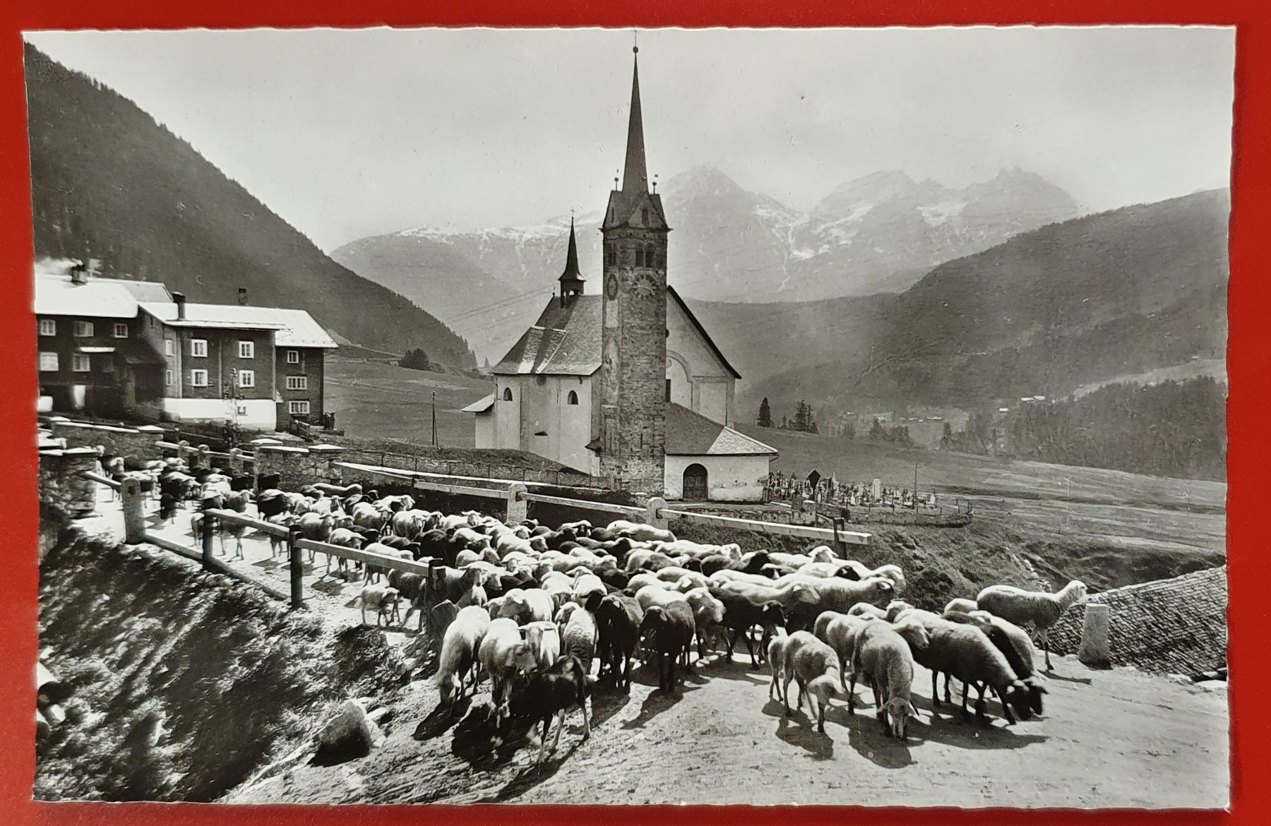 Cartoline postali: Sedrun, Schafherde zieht auf die Weide – Usato da Kreuzlingen venduto da Rschweiz1