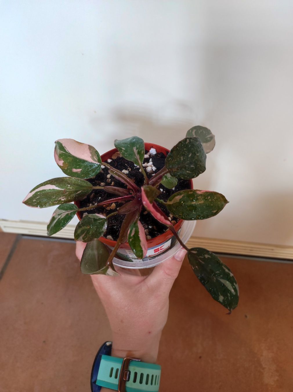 Piante & sementi: Philodendron pink princess – Usato da Hasliberg Hohfluh venduto da eva_9895 1