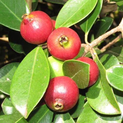 Piante & sementi: Goyavier fraise  PLANT 15-20cm – Nuovo (secondo la descrizione) da Bremblens venduto da FIBONACCI369